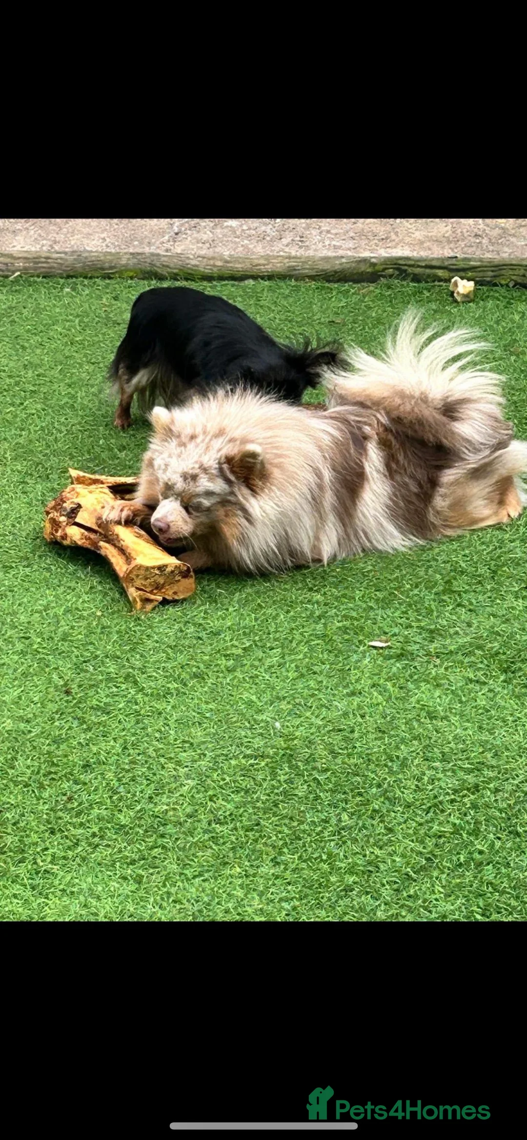 Pomsky dogs for sale: 2 year old pomsky for rehoming  - Advert 1