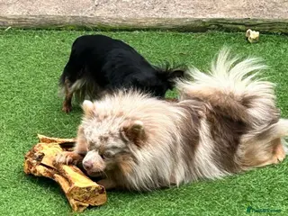 Pomsky dogs 2 year old pomsky for rehoming - Advert 1