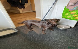 Labrador Retriever dogs for sale: Chocolate Labrador  - Image 4