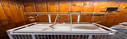 Budgerigars birds for sale: Two Budgies with Cage and Accessories in London - Advert 10