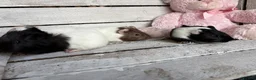Guinea Pig rodents for sale: Trio of beautiful female baby guinea pigs for sale - Advert 7