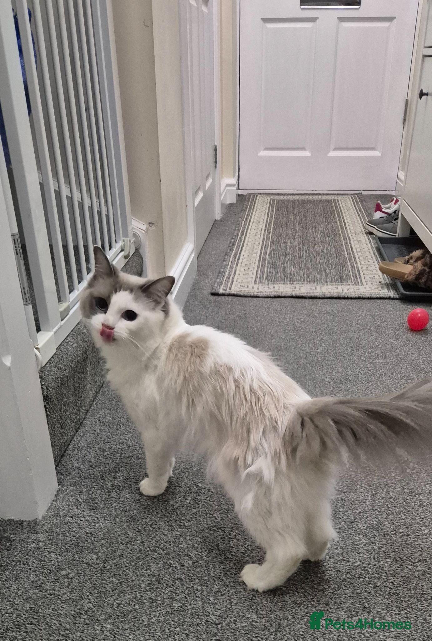 Ragdoll cats Beautiful Female Ragdoll Looking for a Loving Home - Advert 1