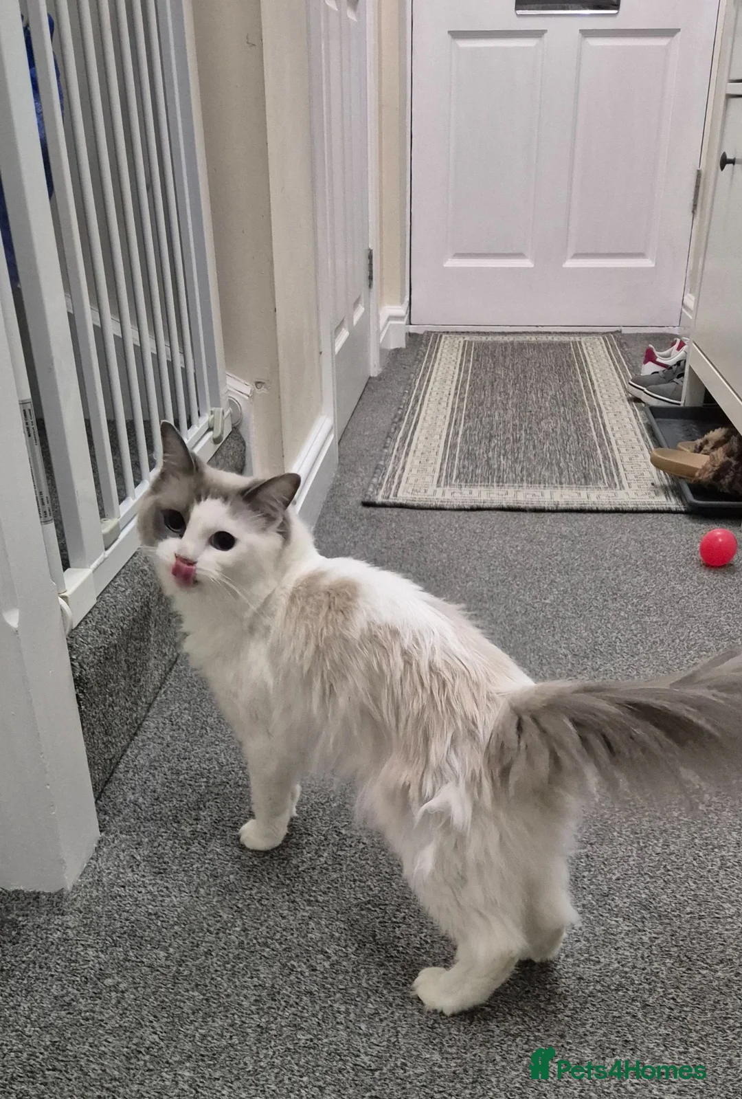 Ragdoll cats for sale: Beautiful Female Ragdoll Looking for a Loving Home - Advert 1