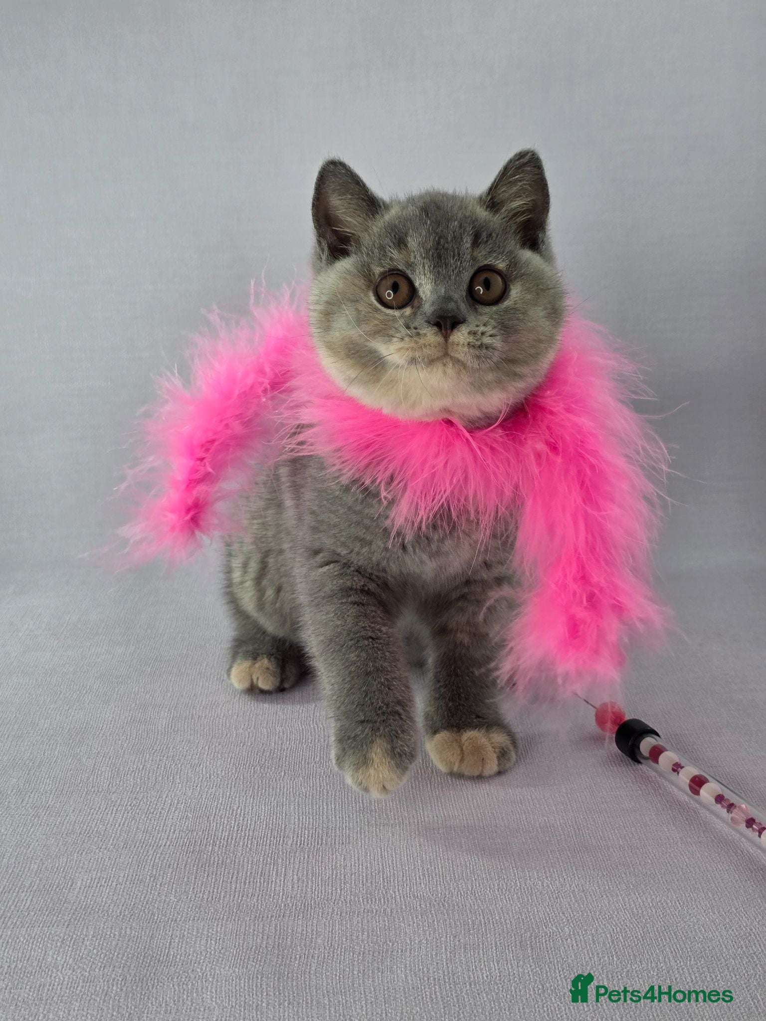 British Shorthair cats CHAMPION SIRED GCCF REG BSH FEMALE KITTENS - Advert 6