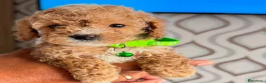 Miniature Poodle 3