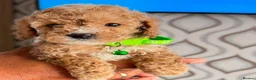 Miniature Poodle dogs for sale: Ready to go Monday Mini Poodles DNA Tested Parents - Advert 8