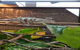 Chameleon reptiles for sale: Rare Nosy Boraha, Male, Panther Chameleon - Image 7