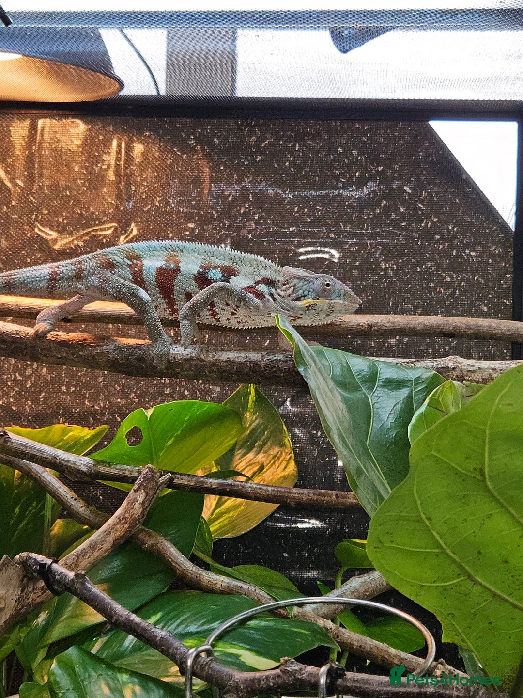 Chameleon reptiles for sale: Rare Nosy Boraha, Male, Panther Chameleon - Image 7
