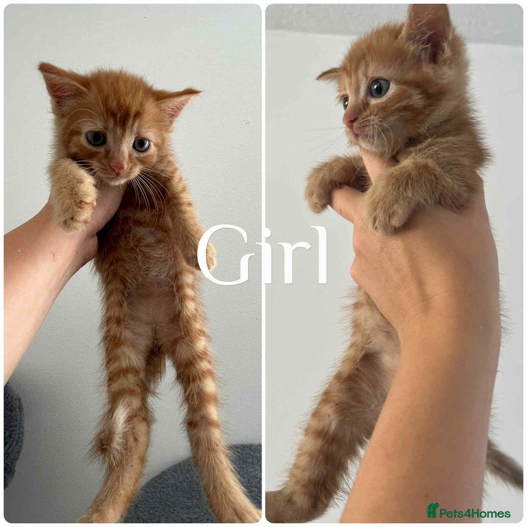 Mixed Breed cats for sale: 4 Ginger 2 Male 2 Female  - Image 4