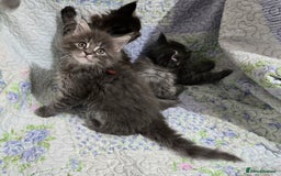 Maine Coon cats for sale: Gorgeous GCCF Maine Coons poss Active - Image 30