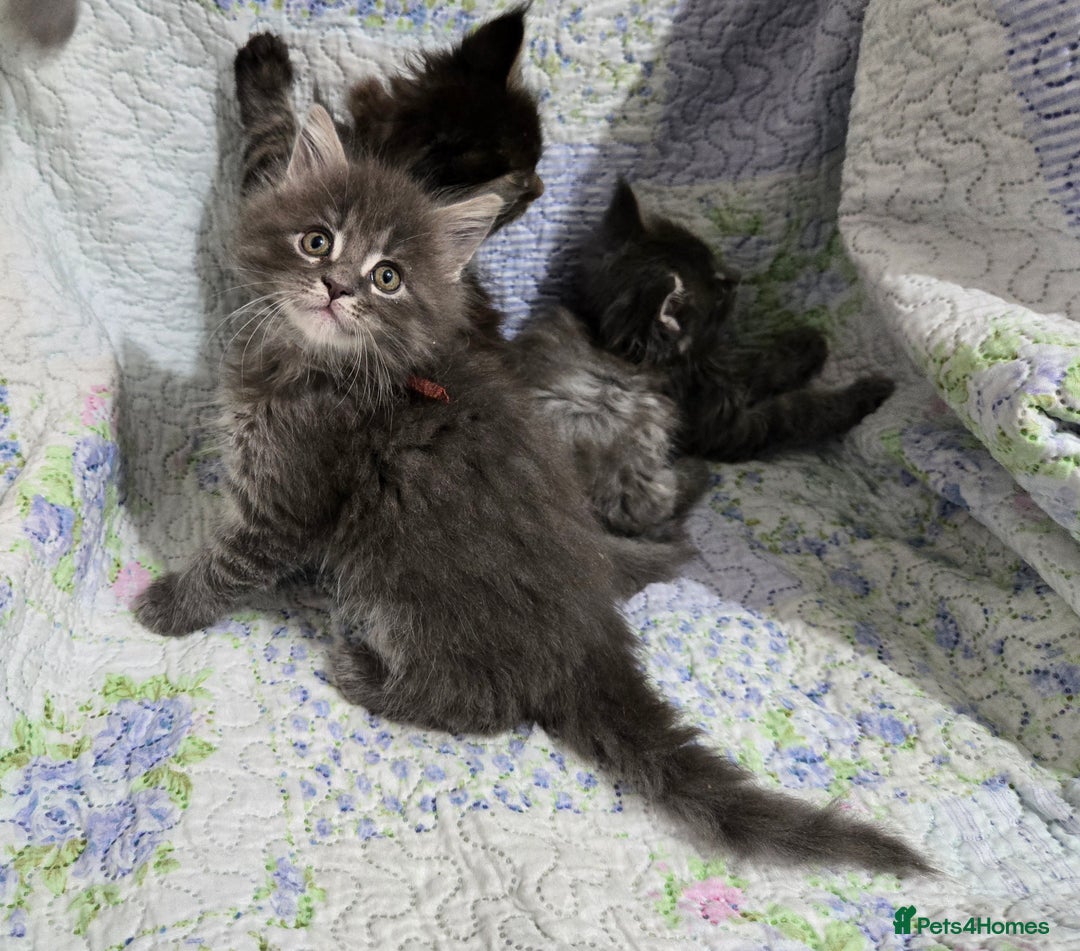 Maine Coon cats for sale: Gorgeous GCCF Maine Coons poss Active - Image 30