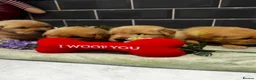 Golden Retriever dogs for sale: Outstanding American Golden Retrievers - Advert 28