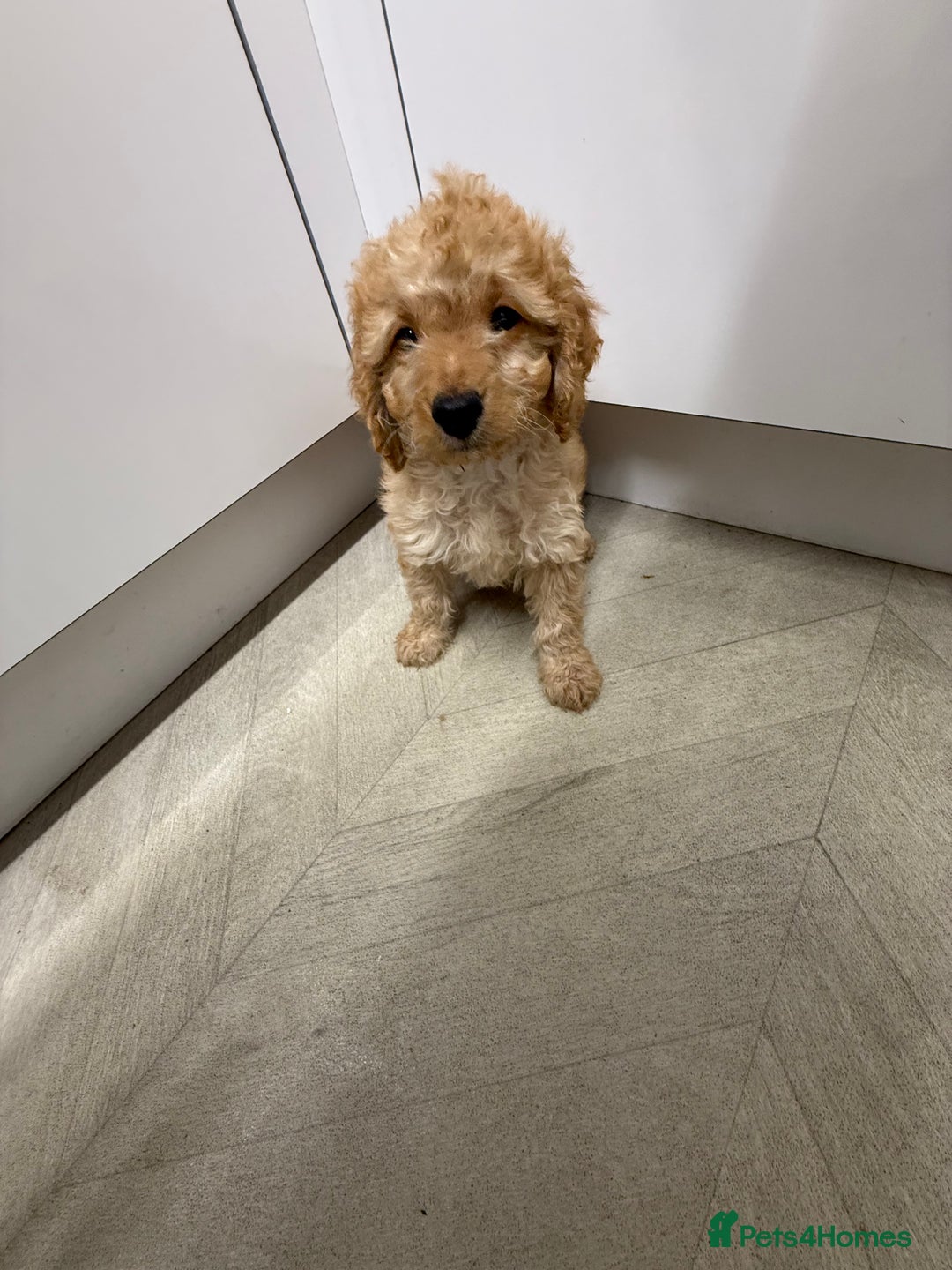 Cockapoo dogs for sale: Cockapoo Puppies For Sale  - Advert 3