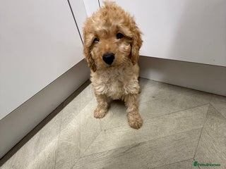 Cockapoo dogs Cockapoo Puppies For Sale - Advert 17