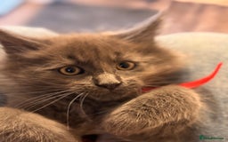 Maine Coon cats for sale: FINAL 3 REMAINING :TICA registered Mainecoons  - Image 11