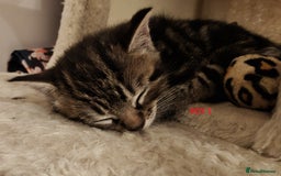 Scottish Fold cats for sale: Gorgeous Scottish Fold Cross Kittens–Family Raised - Image 3