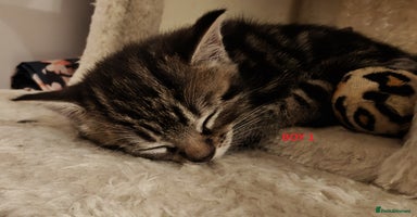 Scottish Fold cats - Advert 3