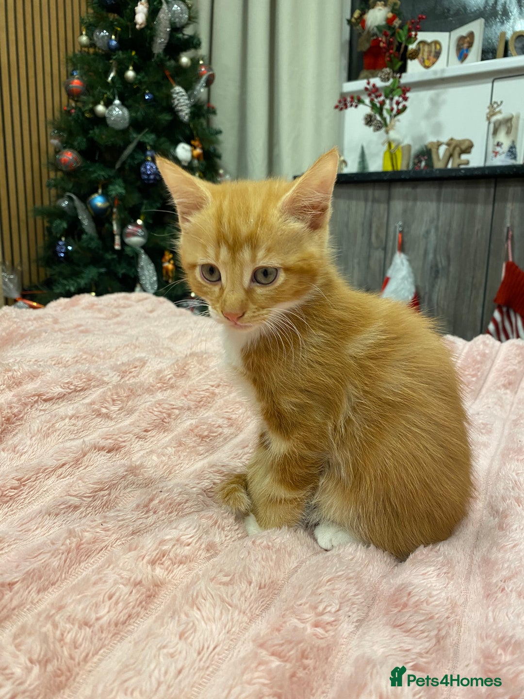 Mixed Breed cats for sale: 5 lovely kittens for sale - Advert 14