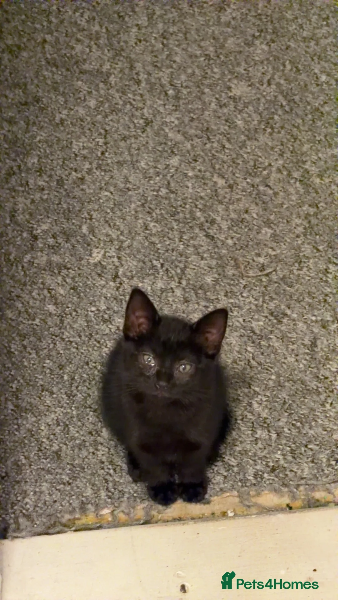 Mixed Breed cats for sale: Kitten needing good home. in Hull - Advert 2