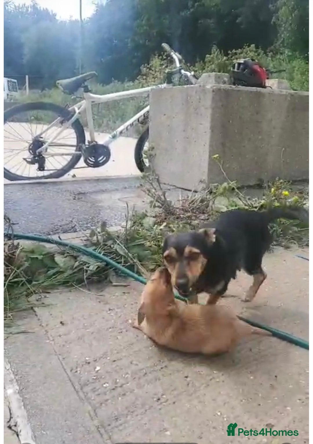 Mixed Breed dogs for sale: Jack Russell x dachshund  - Advert 1