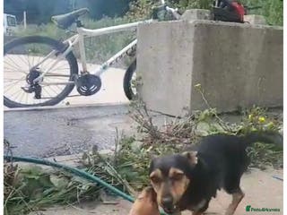 Mixed Breed dogs Jack Russell x dachshund - Advert 9