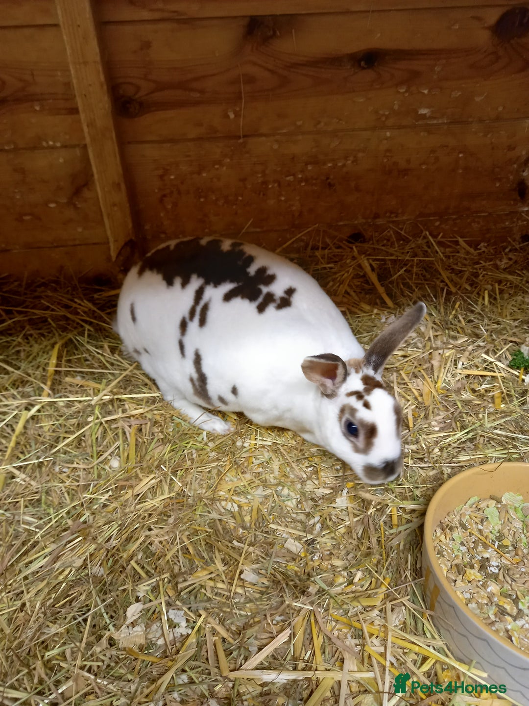 Rex rabbits for sale: Mini rex doe - Advert 3