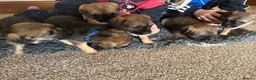 Border Terrier dogs for sale: Border Terrier pups - Advert 4