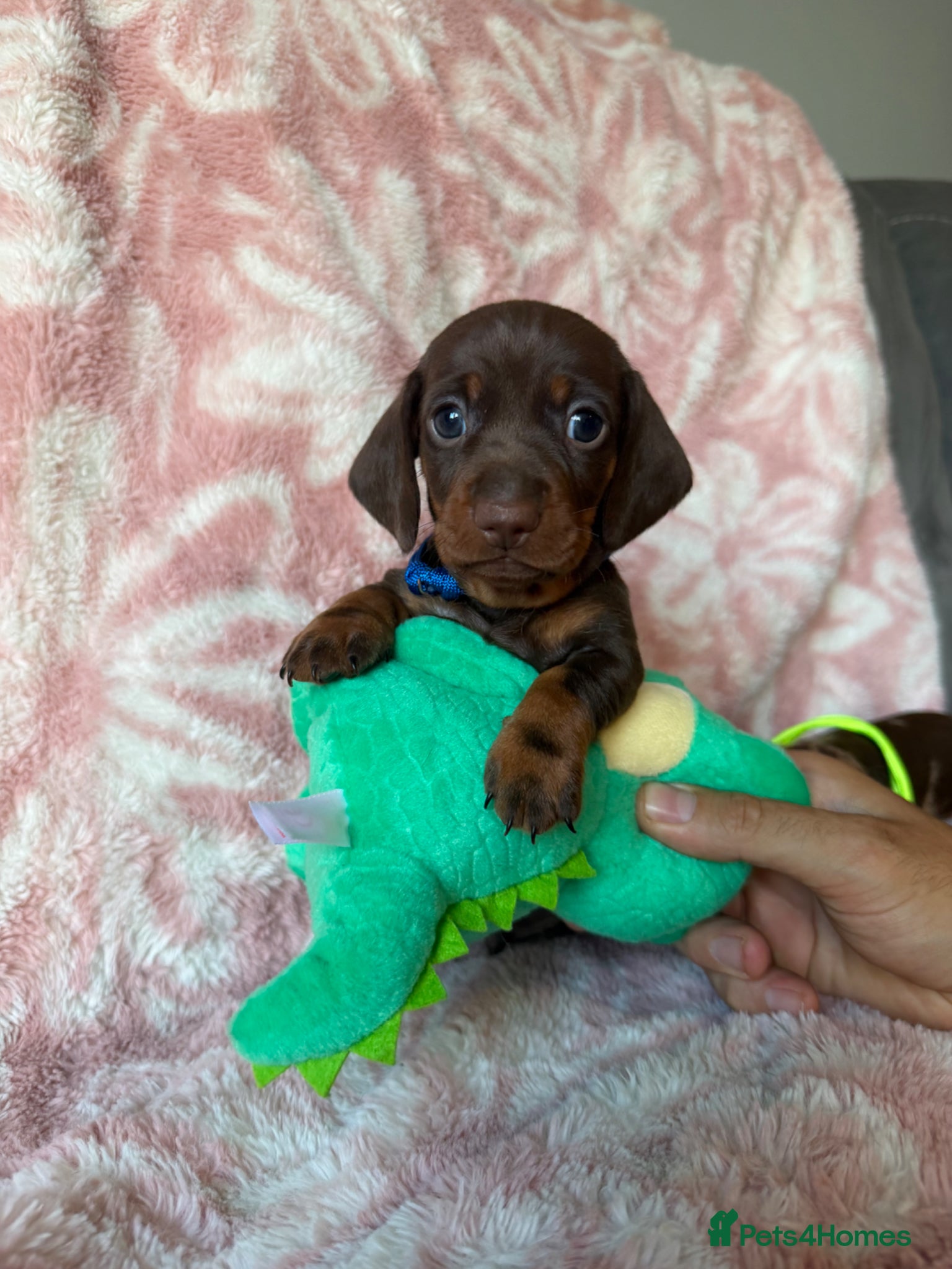 Miniature Dachshund dogs Beautiful kc registered miniature dachshund pups - Advert 5