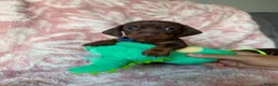 Miniature Dachshund dogs for sale: Beautiful kc registered miniature dachshund pups - Advert 1