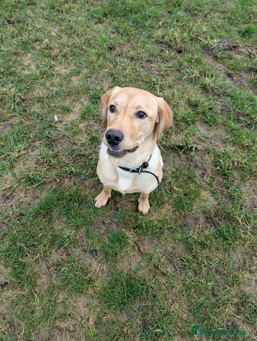 Labrador Retriever dogs for sale: Gorgeous therapy dog prospect  - Advert 5