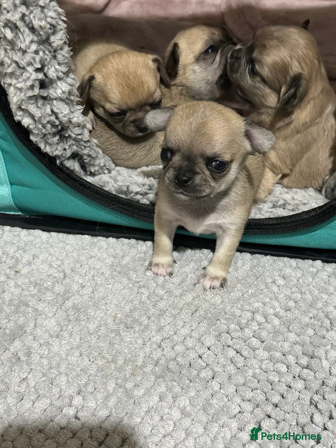 Chihuahua dogs for sale: Beautiful Chihuahua puppies. Two girls left  - Advert 6