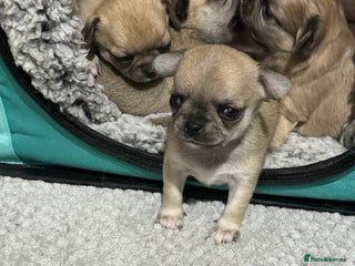 Chihuahua dogs Beautiful Chihuahua puppies - Advert 6