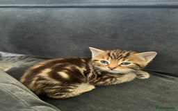 Domestic Shorthair cats for sale: Gorgeous little tabby girl - ready to go - Image 2