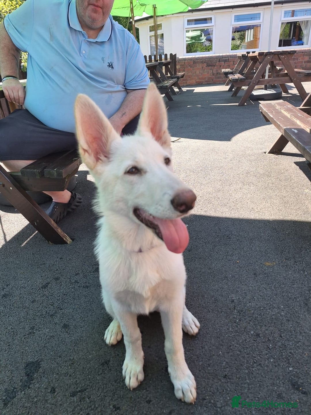 German Shepherd dogs for sale: White german shepard  - Image 4