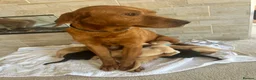 Mixed Breed dogs for sale: Fox red Labrador  - Advert 13