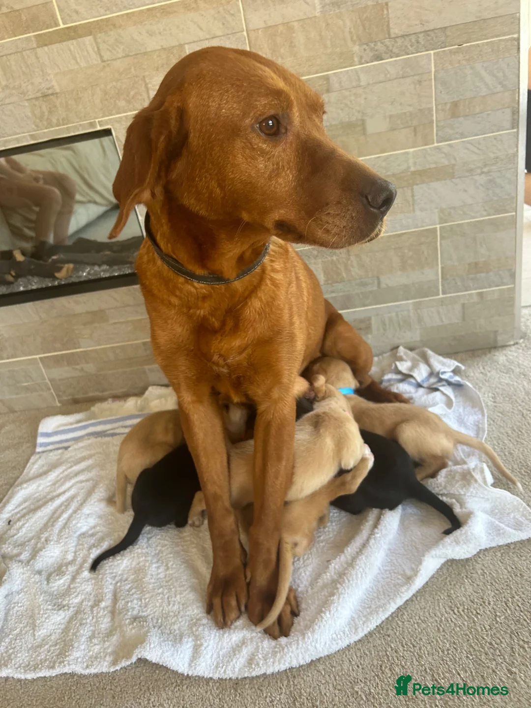 Mixed Breed dogs for sale: Fox red Labrador  - Advert 13