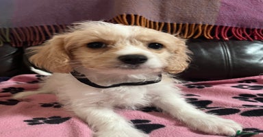 Cavachon dogs Cute Cavachon puppies  - Advert 1