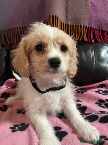 Cavachon dogs Cute Cavachon puppies - Advert 2