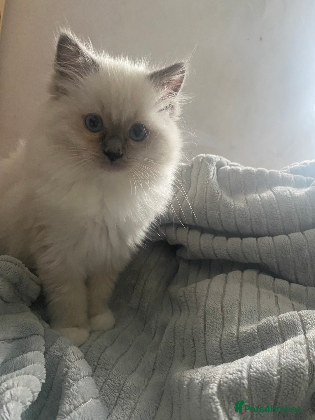 Ragdoll cats for sale: GCCF and Tica pedigree ragdolls kittens for sale - Image 3