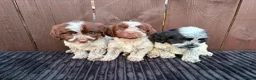 Cockapoo dogs for sale: cockapoos F1 puppy’s 6 available - Advert 20