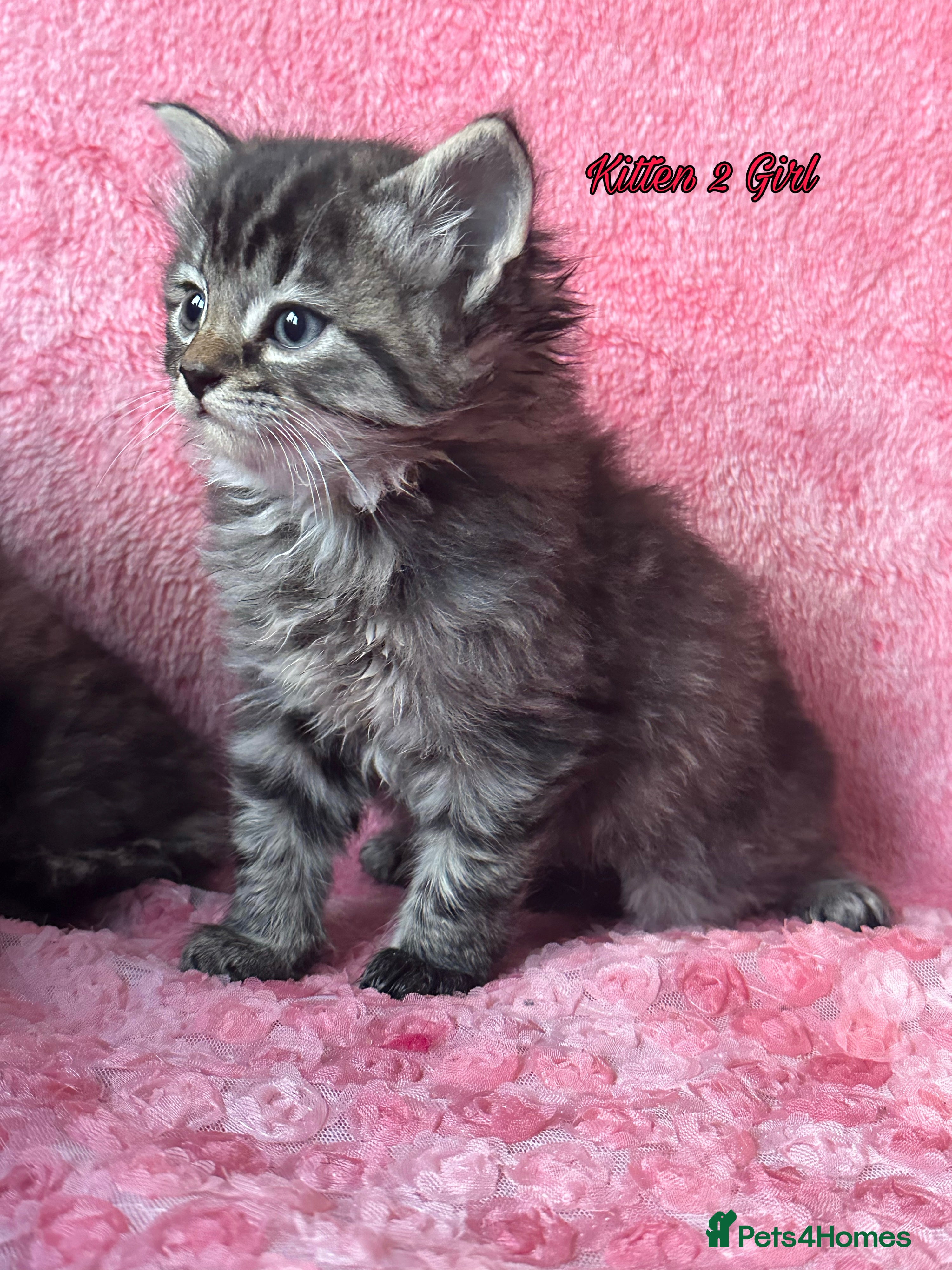 Maine Coon cats Maine coon cross Kittens❤️ - Advert 1