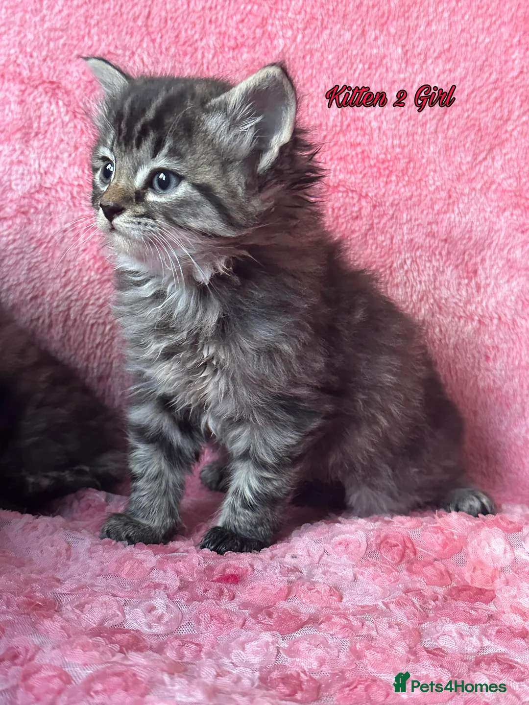 Maine Coon cats for sale: Maine coon cross Kittens❤️ - Advert 1