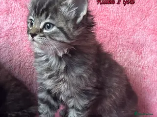Maine Coon cats Maine coon cross Kittens❤️ - Advert 1