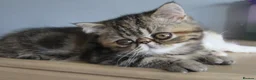 Exotic cats for sale: Gorgeous Exotic kittens - Advert 13