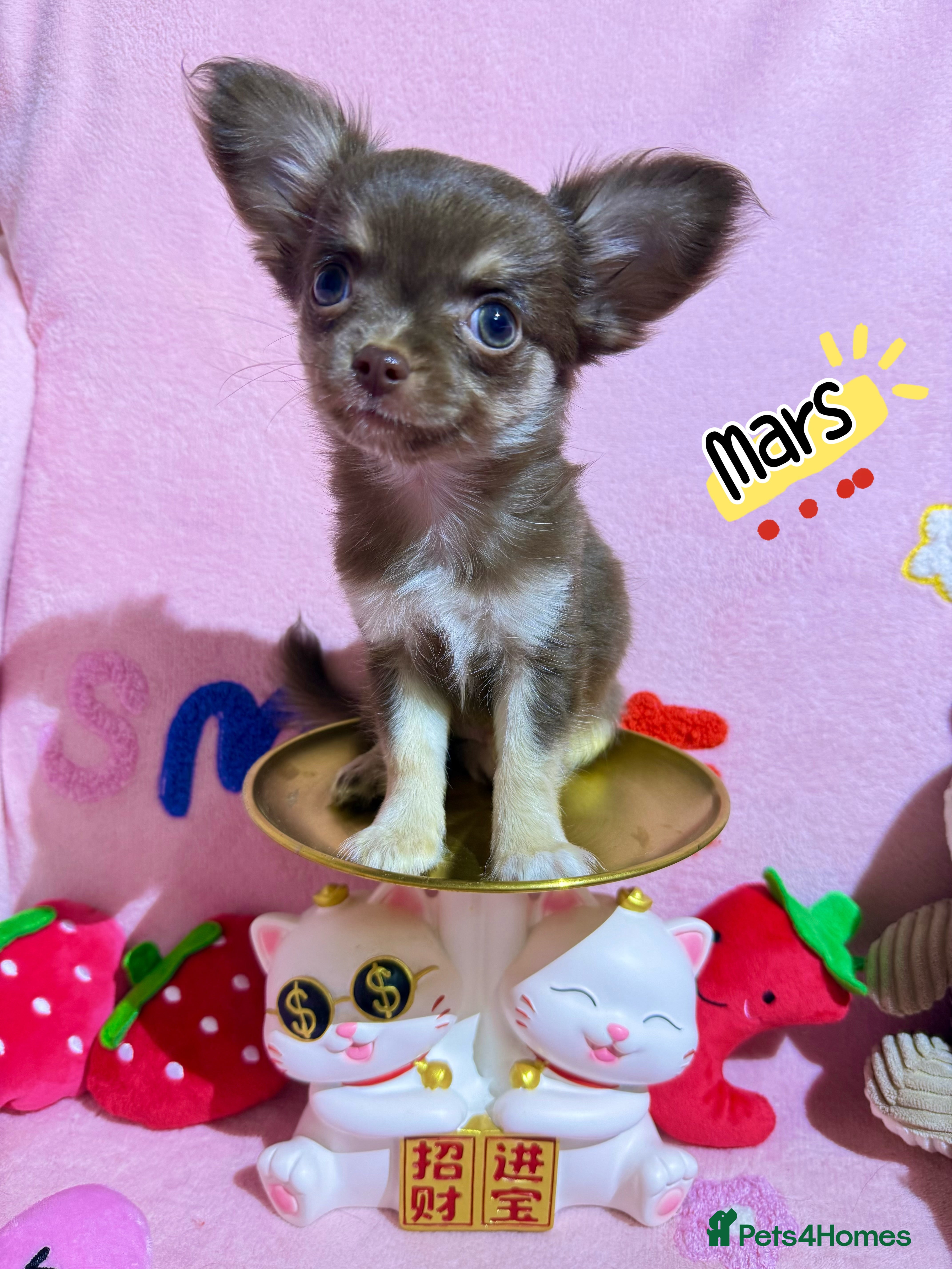Chihuahua dogs 🔥long-haired Chihuahua puppies for sale - Advert 1