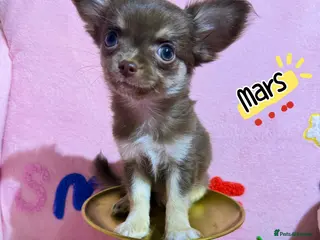 Chihuahua dogs 🔥long-haired Chihuahua puppies for sale - Advert 1