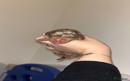 Miniature Dachshund dogs for sale: Miniature Dachshund Puppies - Image 4