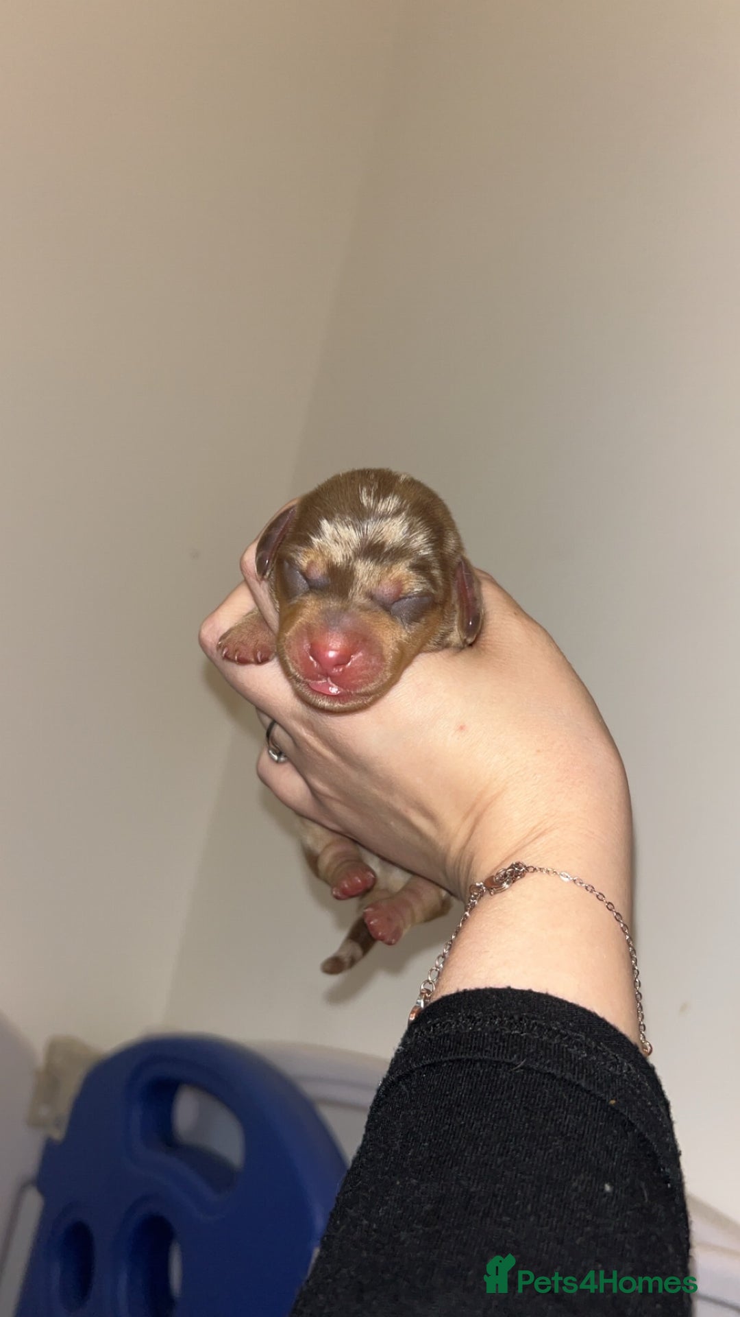 Miniature Dachshund dogs for sale: Miniature Dachshund Puppies - Image 4