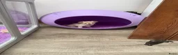 Chihuahua dogs for sale: 5* LICENSED. Gorgeous KC Chihuahua GIRLS - Advert 8
