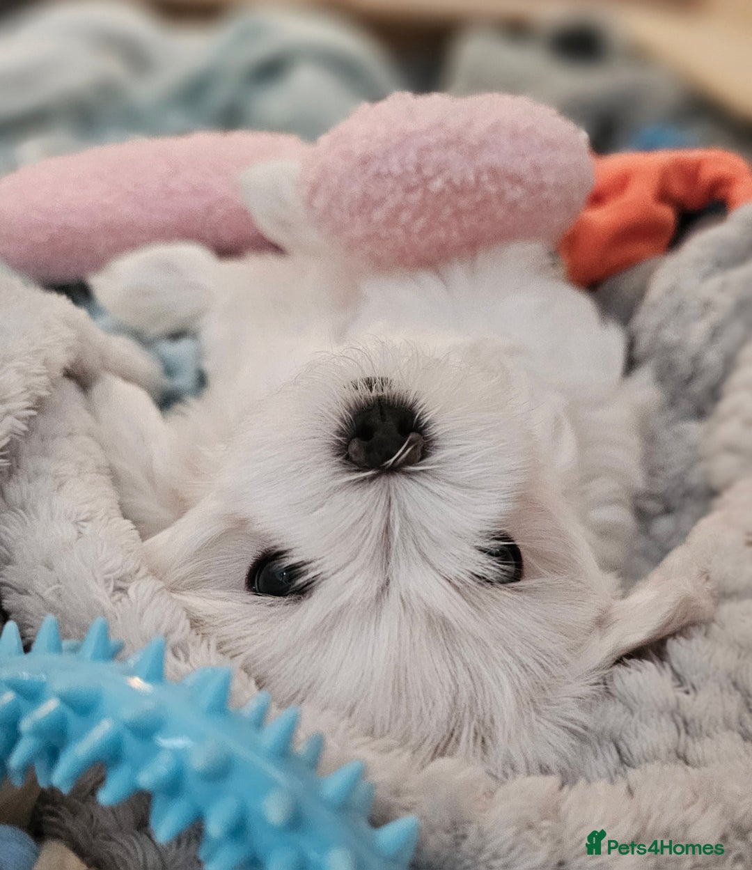 Maltese dogs for sale: Beautiful Maltese – KC, korean-Champion Bloodline - Image 9